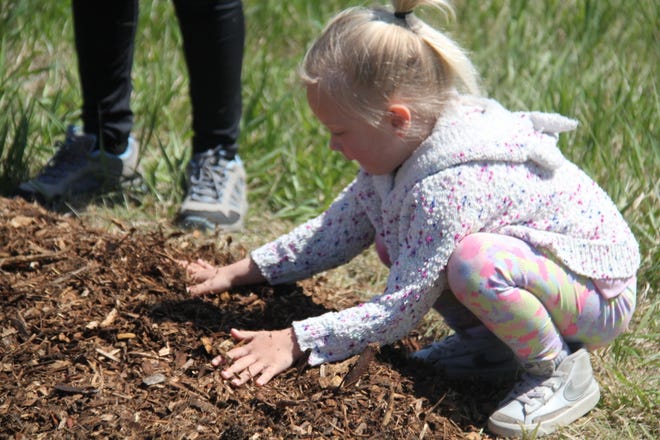 Sophia Schuchmann, of Waukee, spreads mulch around the base of a tree during The Brenton Arboretum's Earth Day Celebration on Sunday, April 21, 2024, near Dallas Center.