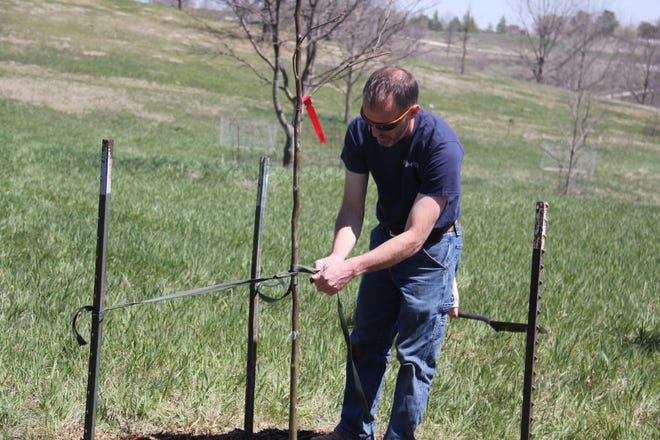 Andy Schmitz, director of horticulture at The Brenton Arboretum, secures a newly planted tree during an Earth Day Celebration on Sunday, April 21, 2024, near Dallas Center.